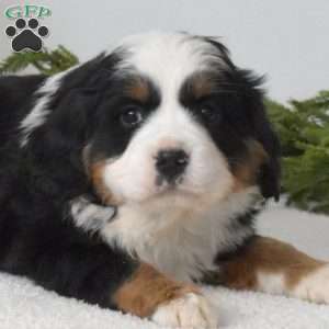 Buddy, Miniature Bernese Mountain Dog Puppy