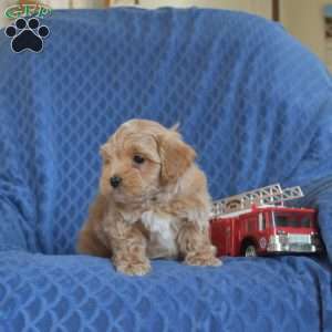 Buddy, Maltipoo Puppy