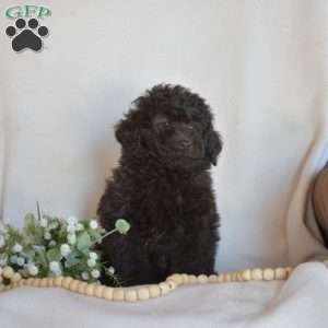 Buddy, Miniature Poodle Puppy