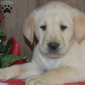 Buddy, Yellow Labrador Retriever Puppy