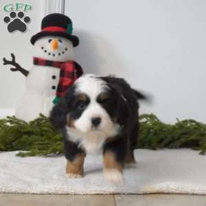 Buddy, Miniature Bernese Mountain Dog Puppy