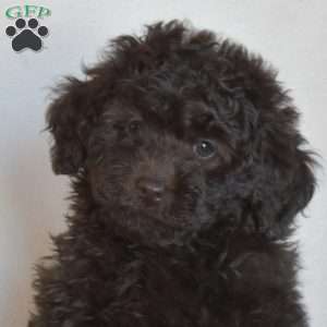 Buddy, Miniature Poodle Puppy