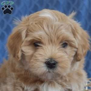 Buddy, Maltipoo Puppy