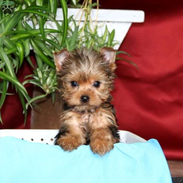 Buddy, Yorkie Puppy