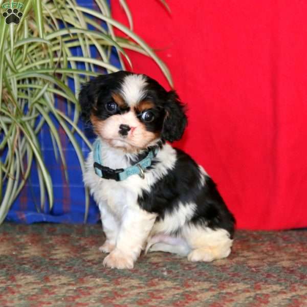 Buddy, Cavalier King Charles Spaniel Puppy