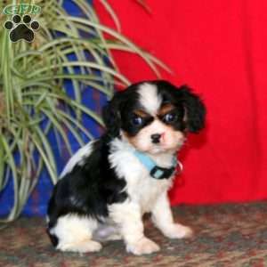 Buddy, Cavalier King Charles Spaniel Puppy