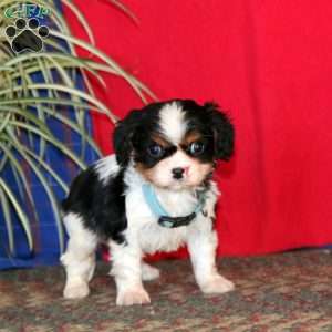 Buddy, Cavalier King Charles Spaniel Puppy