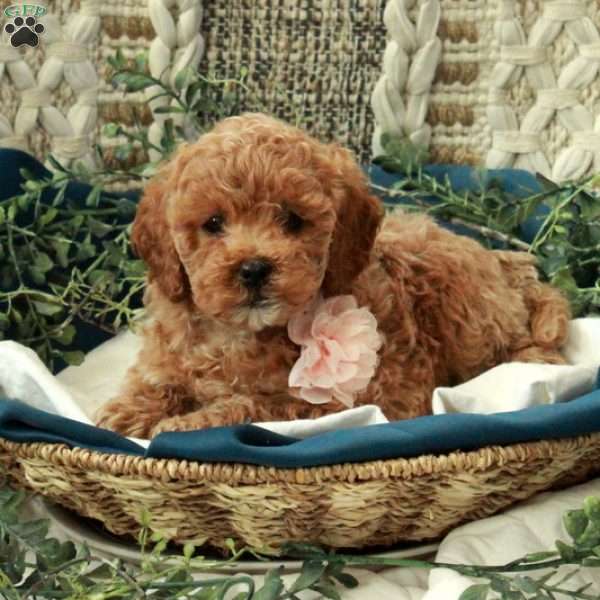 Budget, Miniature Poodle Puppy