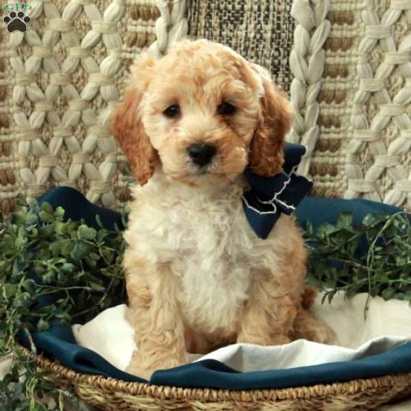 Buster, Miniature Poodle Puppy