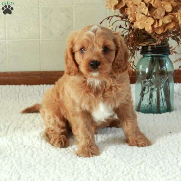 Buster, Cavapoo Puppy