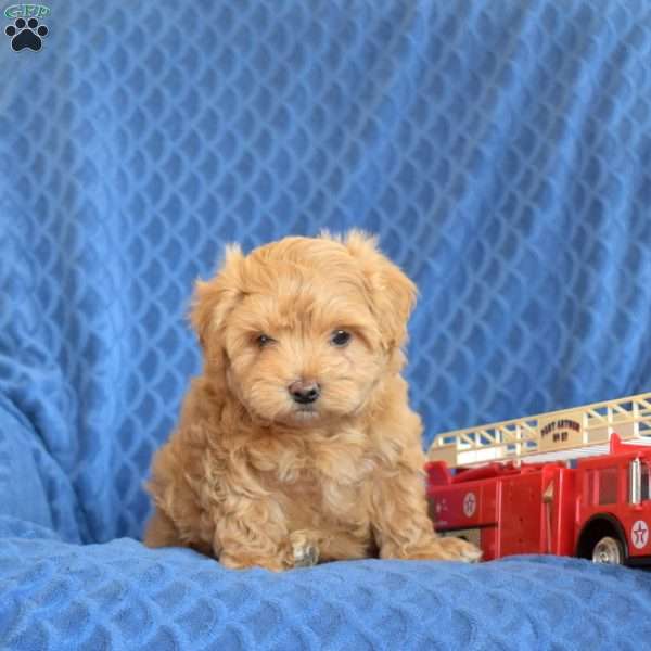 Buster, Maltipoo Puppy