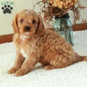 Buster, Cavapoo Puppy