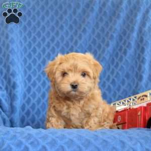 Buster, Maltipoo Puppy