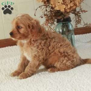 Buster, Cavapoo Puppy