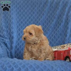 Buster, Maltipoo Puppy