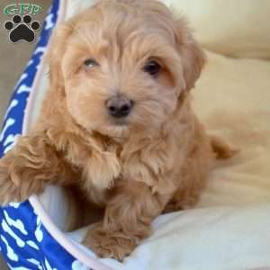 Buster, Maltipoo Puppy