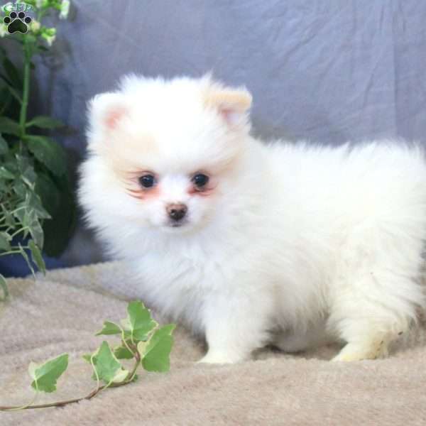 Butter, Pomeranian Puppy