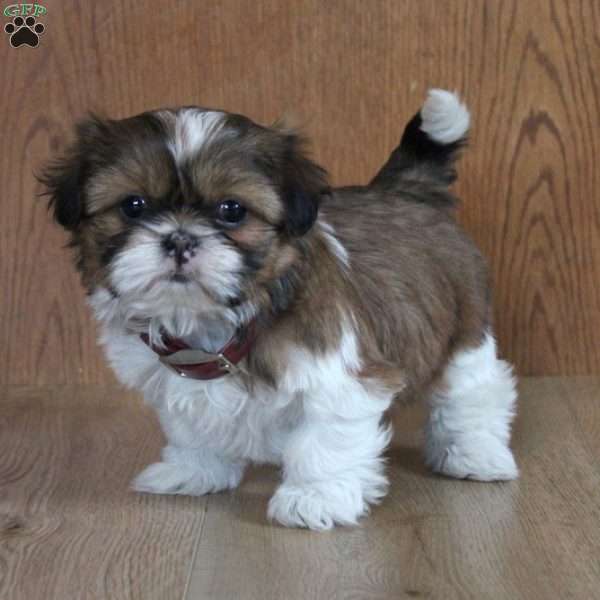 Buttercup, Shih Tzu Puppy