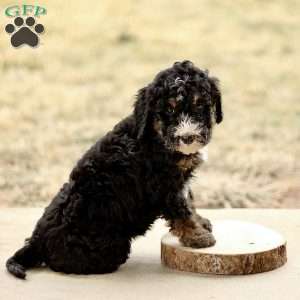 Bruno, Mini Bernedoodle Puppy