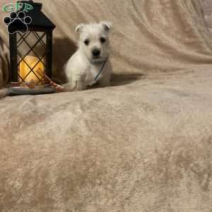 Slater, West Highland Terrier Puppy