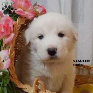 Starlite, Great Pyrenees Puppy