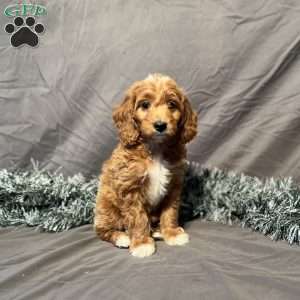 Dakota, Mini Goldendoodle Puppy