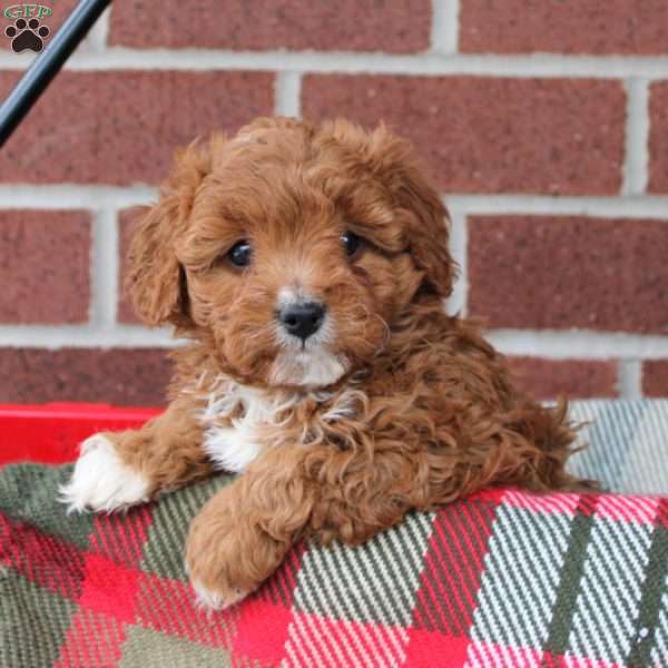 Caboose, Cavapoo Puppy