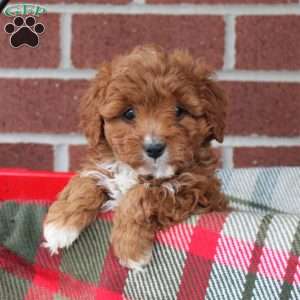 Caboose, Cavapoo Puppy