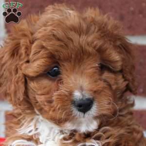 Caboose, Cavapoo Puppy