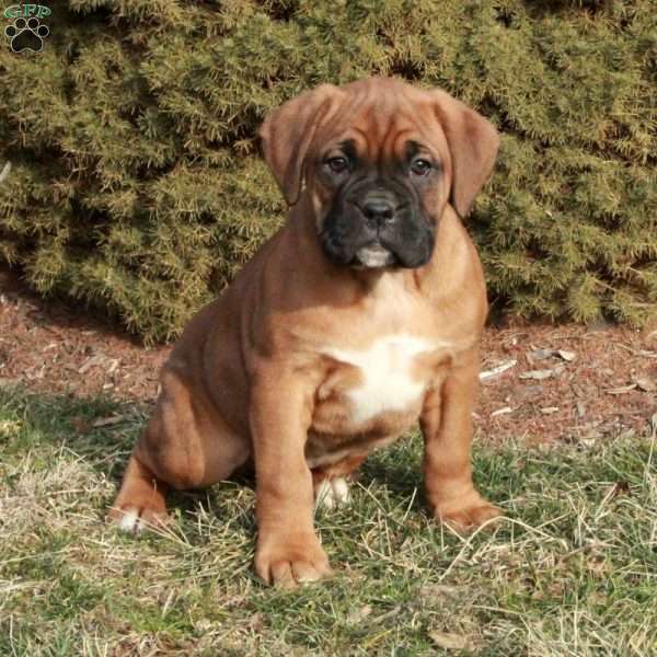 Cade, Boxer Puppy