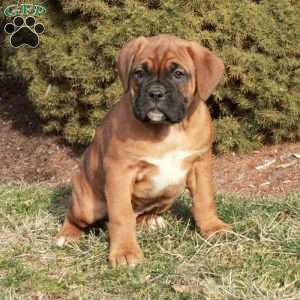 Cade, Boxer Puppy