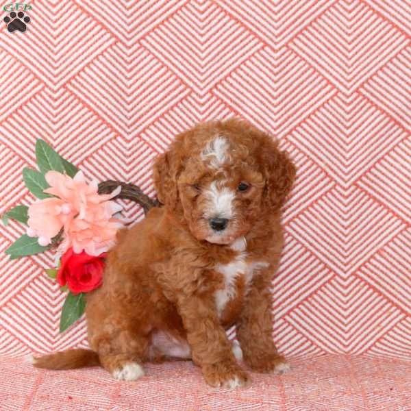 Cain, Mini Goldendoodle Puppy