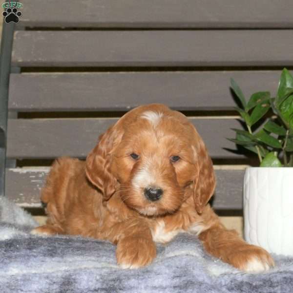 Cain, Goldendoodle Puppy