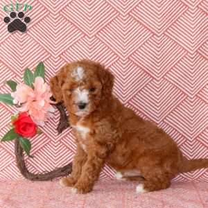 Cain, Mini Goldendoodle Puppy