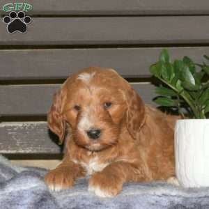 Cain, Goldendoodle Puppy