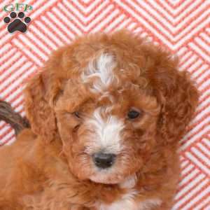 Cain, Mini Goldendoodle Puppy