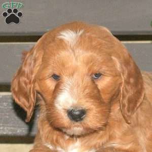 Cain, Goldendoodle Puppy