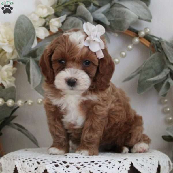 Calandra, Cockapoo Puppy