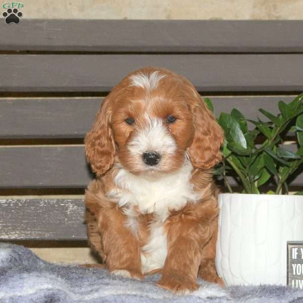 Caleb, Goldendoodle Puppy