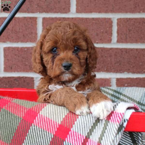 Calico, Cavapoo Puppy