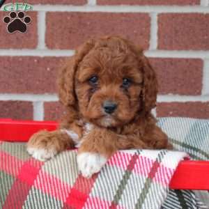 Calico, Cavapoo Puppy