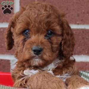 Calico, Cavapoo Puppy