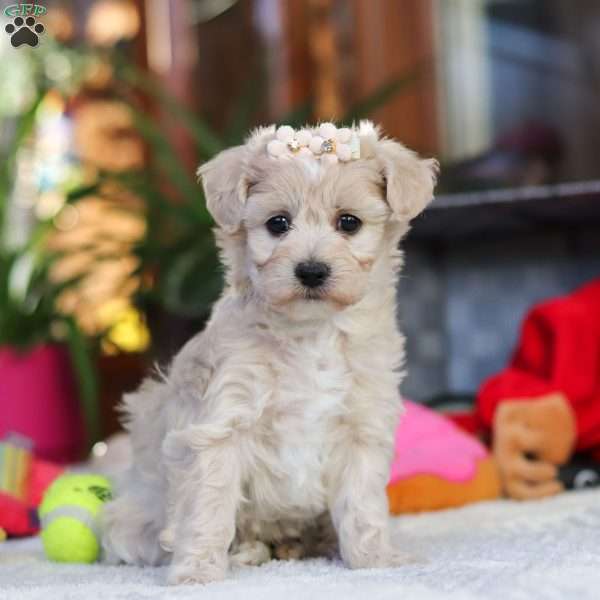 Calla, Maltipoo Puppy