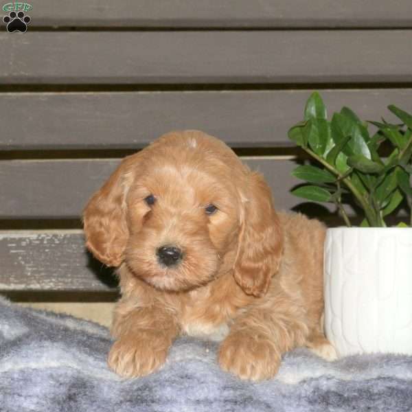 Callie, Goldendoodle Puppy