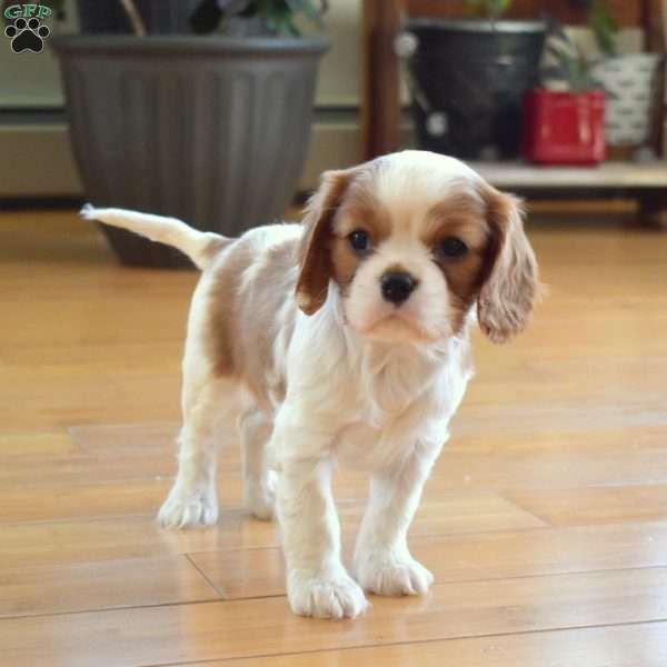 Callie, Cavalier King Charles Spaniel Puppy