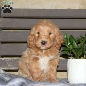 Callie, Goldendoodle Puppy