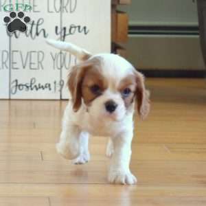 Callie, Cavalier King Charles Spaniel Puppy