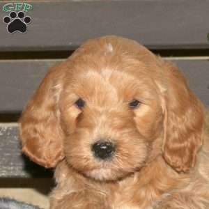 Callie, Goldendoodle Puppy