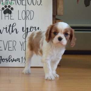 Callie, Cavalier King Charles Spaniel Puppy