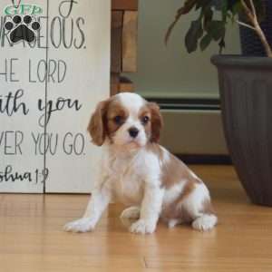 Callie, Cavalier King Charles Spaniel Puppy